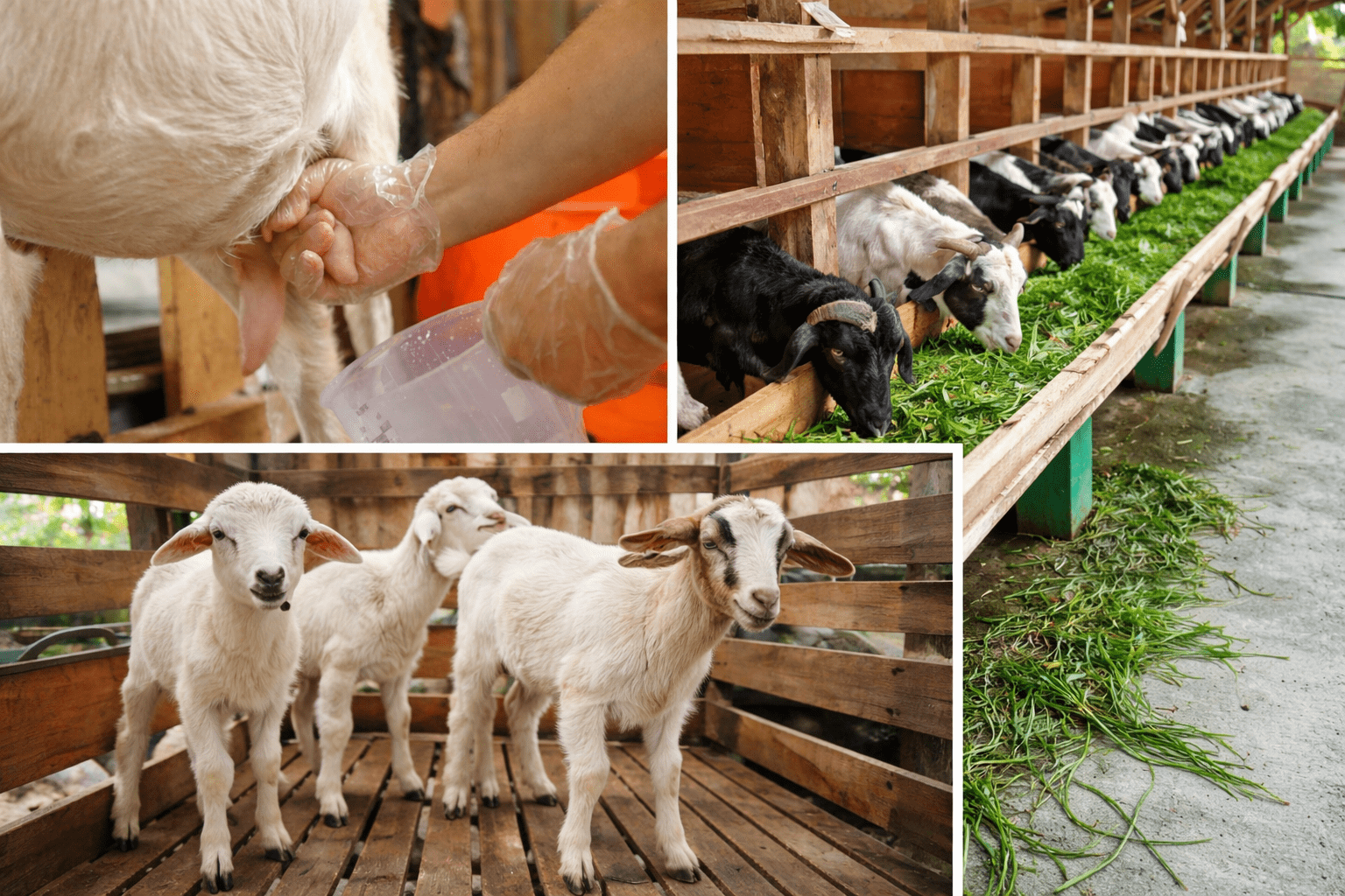 Strategi Cerdas Bisnis Peternakan Kambing: Membangun Sistem Profit di Tengah Peluang Besar