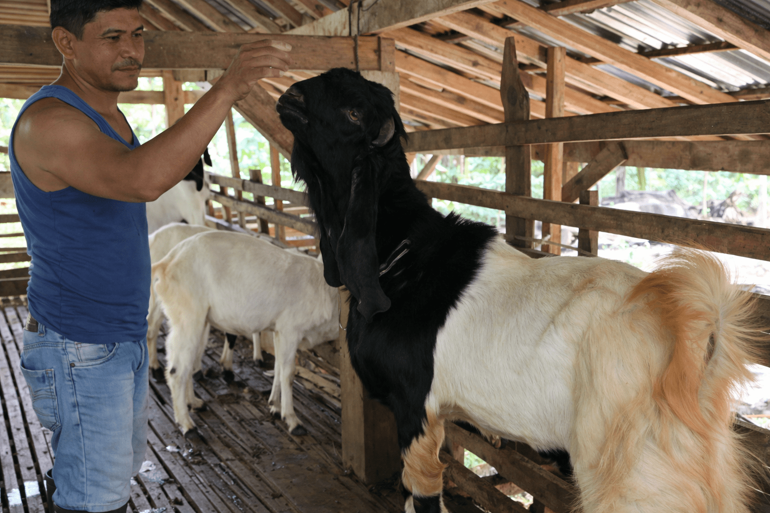 Harga Kambing Hancur Parah Sampai 80% ,Isu Melimpahnya Pasokan Jadi Penyebabnya