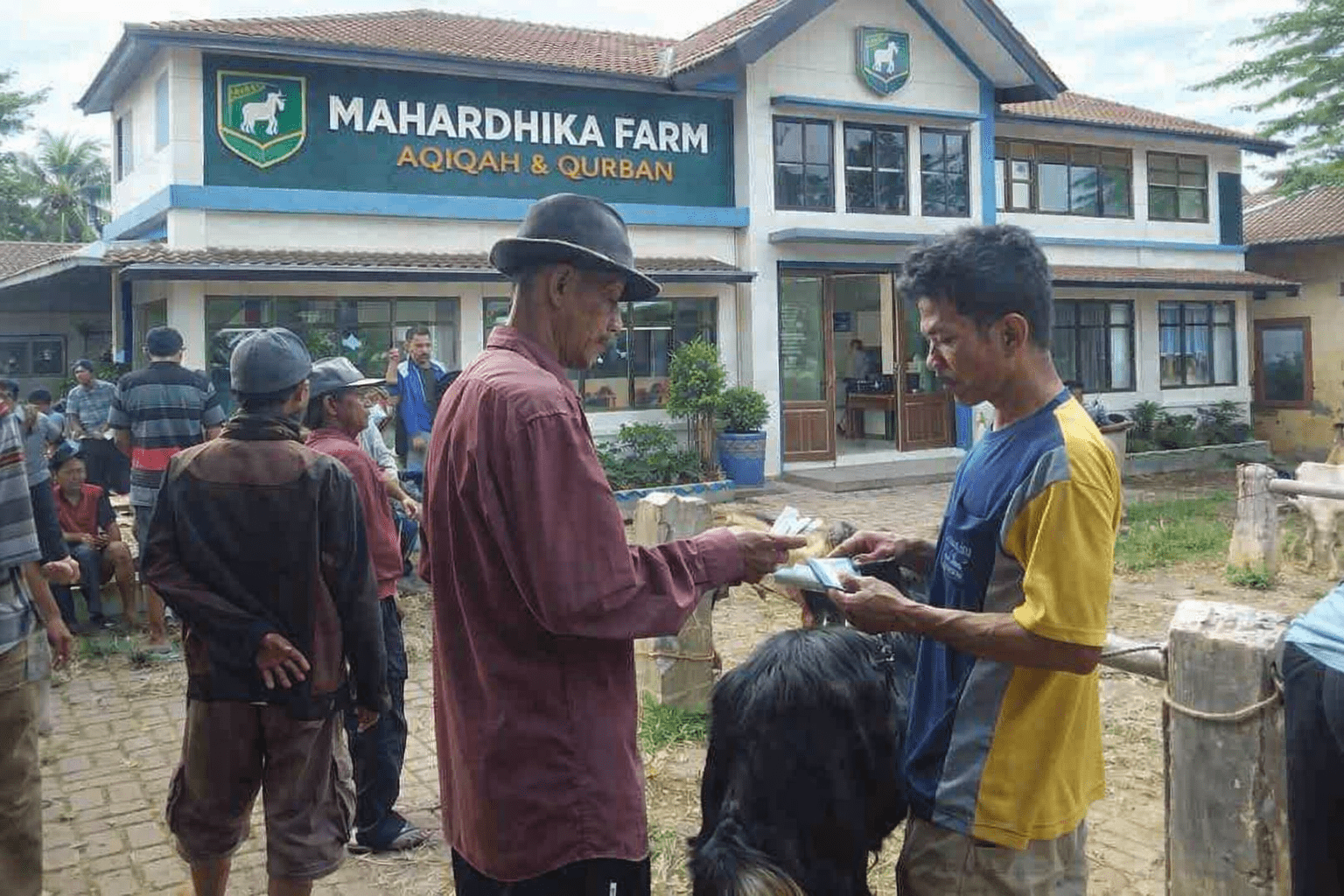 Strategi Bertahan Saat Harga Kambing Anjlok Tajam
