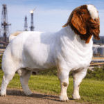 ChatGPT Image 30 Mar 2026, 12.09.15