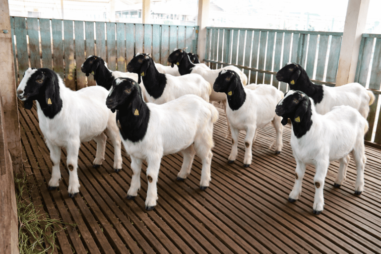 hARGA kAMBING aNJLOK