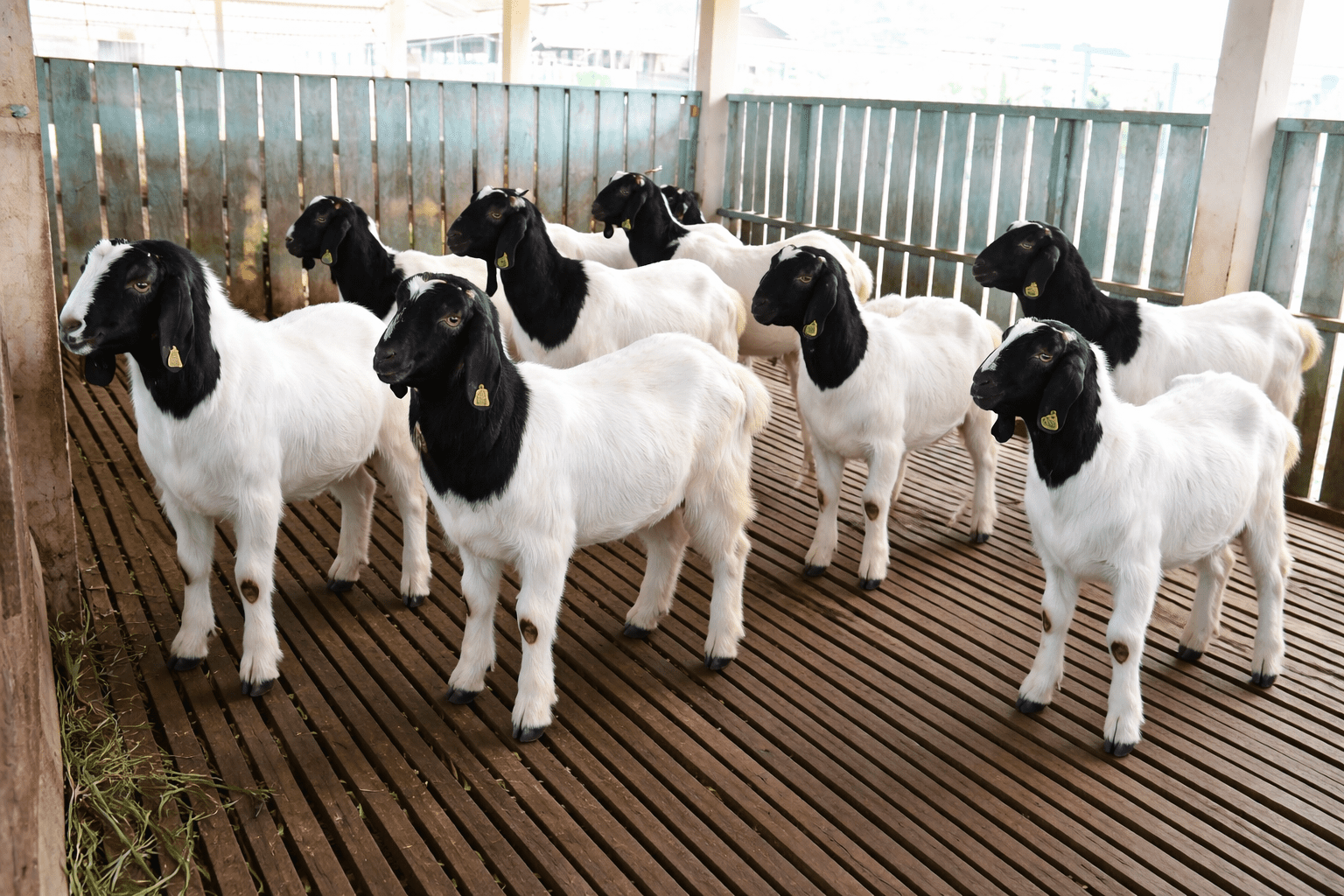 Fenomena Harga Kambing Aanjlok Merata Di Seluruh Indonesia