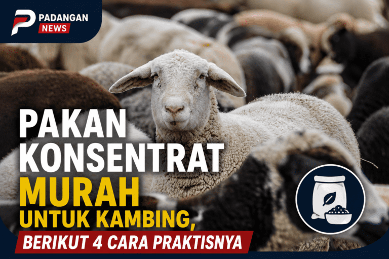 KAMBING