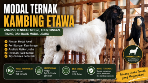 Modal Kambing Etawa 10 Ekor, Peternak Bisa Raup Untung Jutaan Rupiah Per Bulan