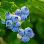 chiemseherin-blueberries-3548239_1920