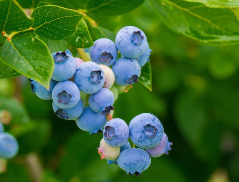 chiemseherin-blueberries-3548239_1920