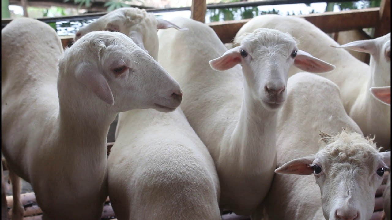 5 Sistem Ternak Kambing Berkelanjutan