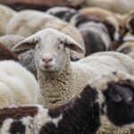 165106-sheep-4810513_1920