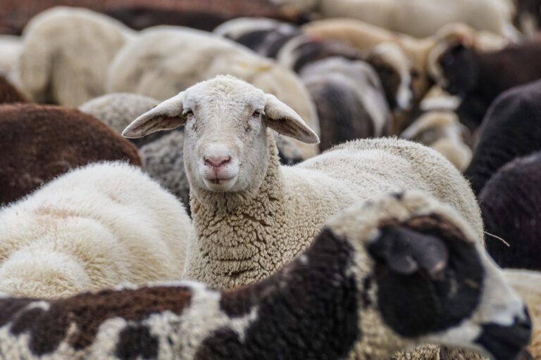 165106-sheep-4810513_1920