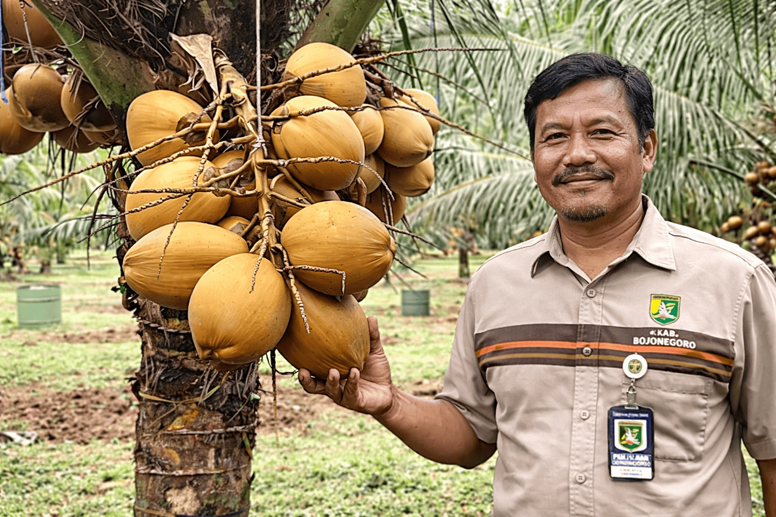 Harga Kelapa di Kabupaten Bojonegoro Tahun 2026-2027 Di Prediksi Terus Naik
