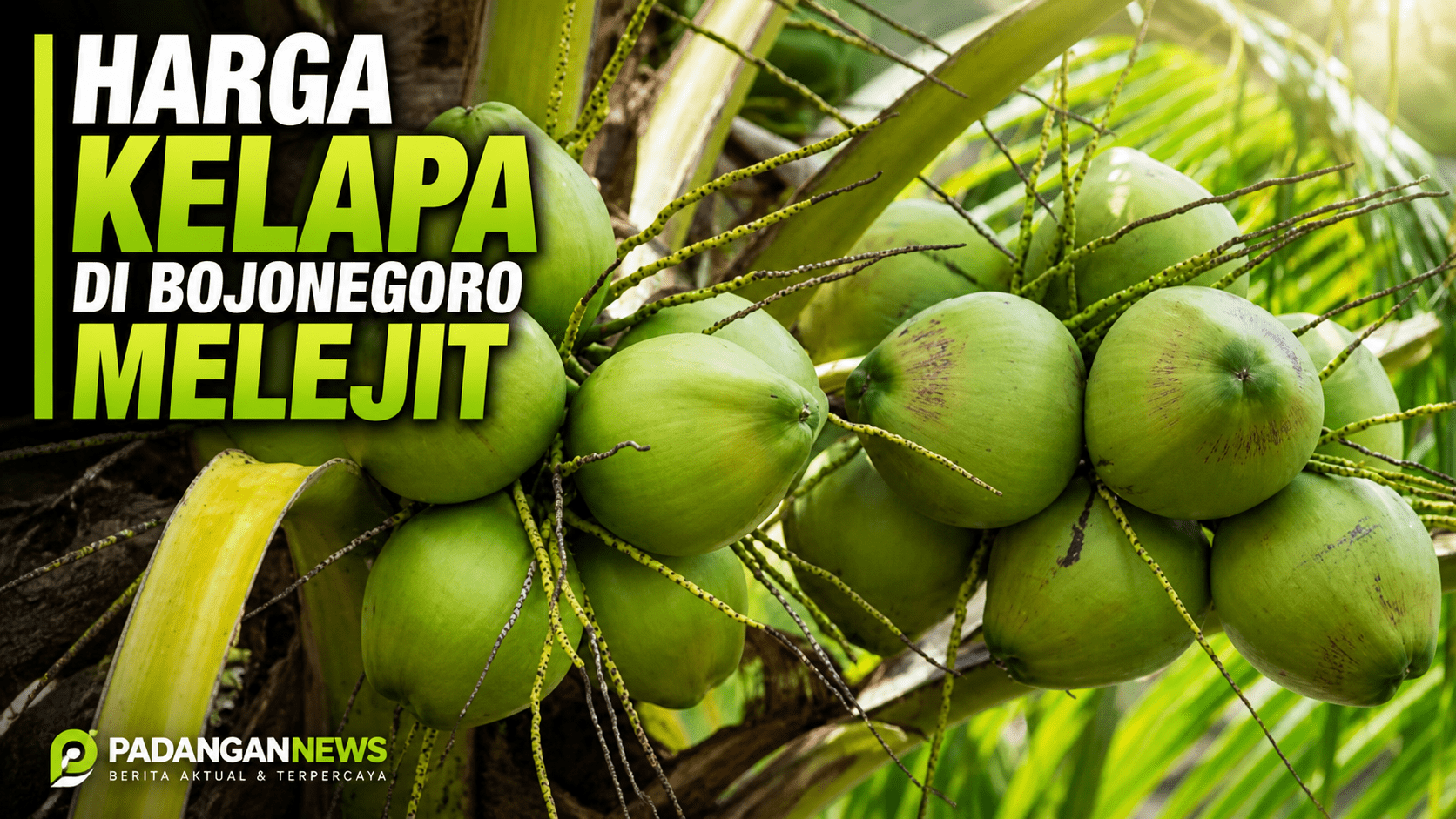 Harga Kelapa Melesat : Di Ekspor Ke China 65 Ribu Ton