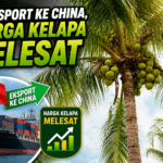 KELAPA 3