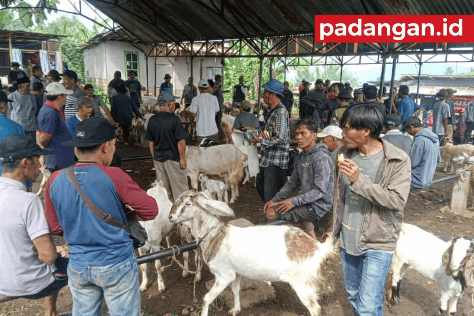 Harga Kambing di Bojonegoro Naik Tipis April 2026, 2 Faktor Jadi Pemicu