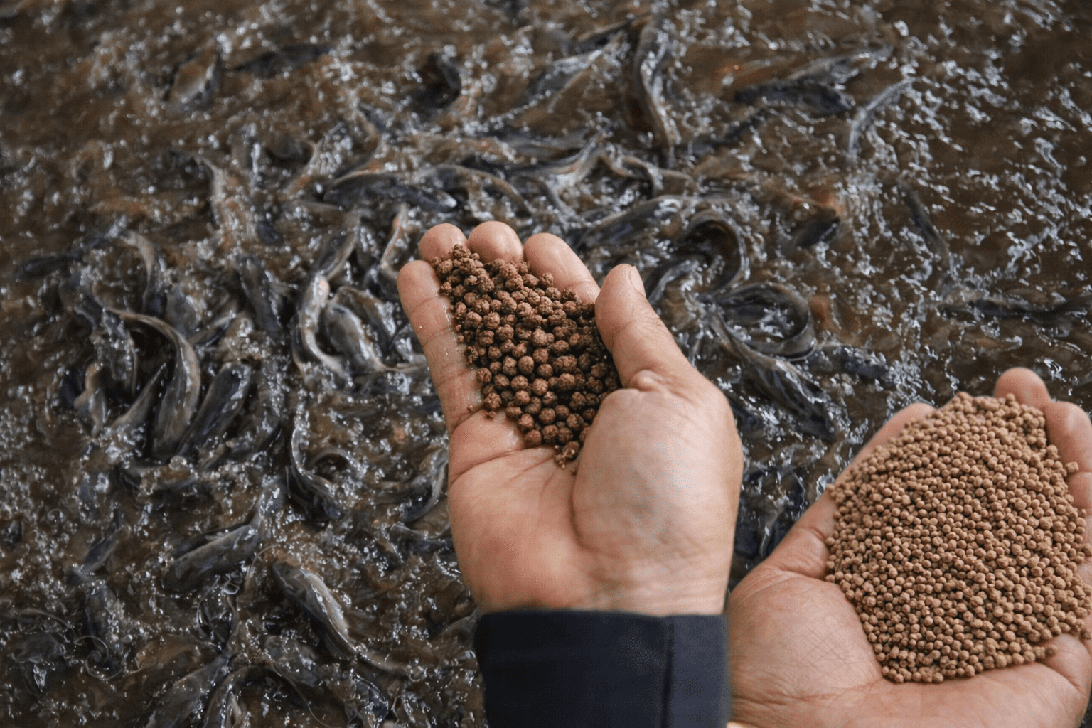 4 Rahasia Budidaya Lele Dengan Sistem Kolam Terpal