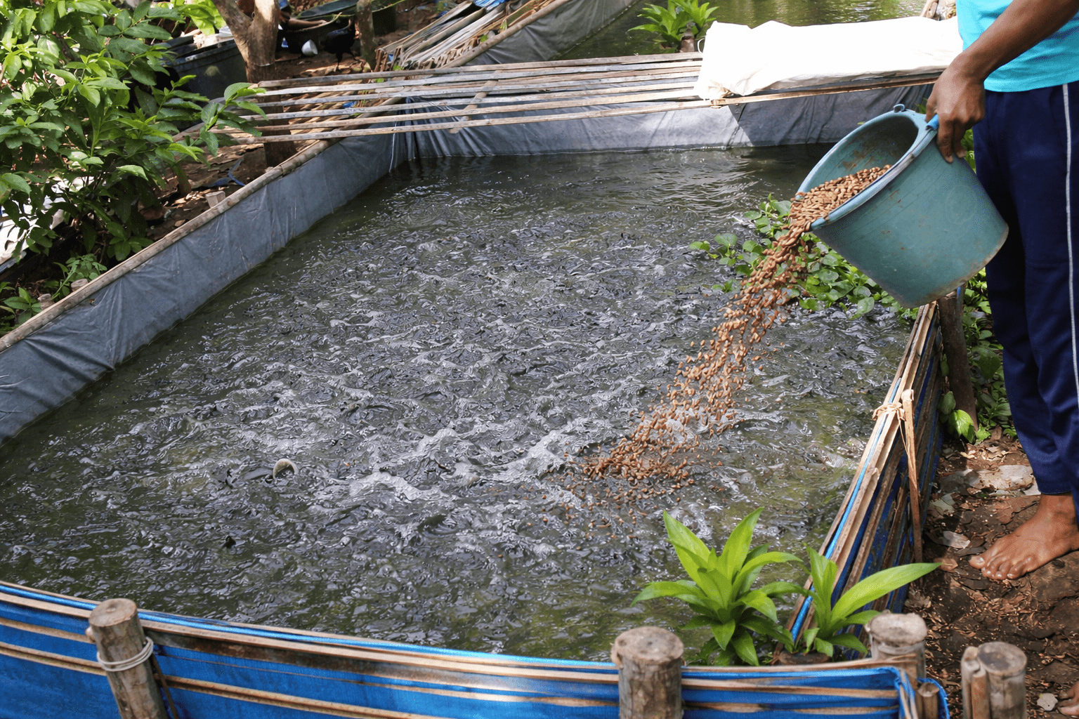 4 Rahasia Budidaya Lele Dengan Sistem Kolam Terpal