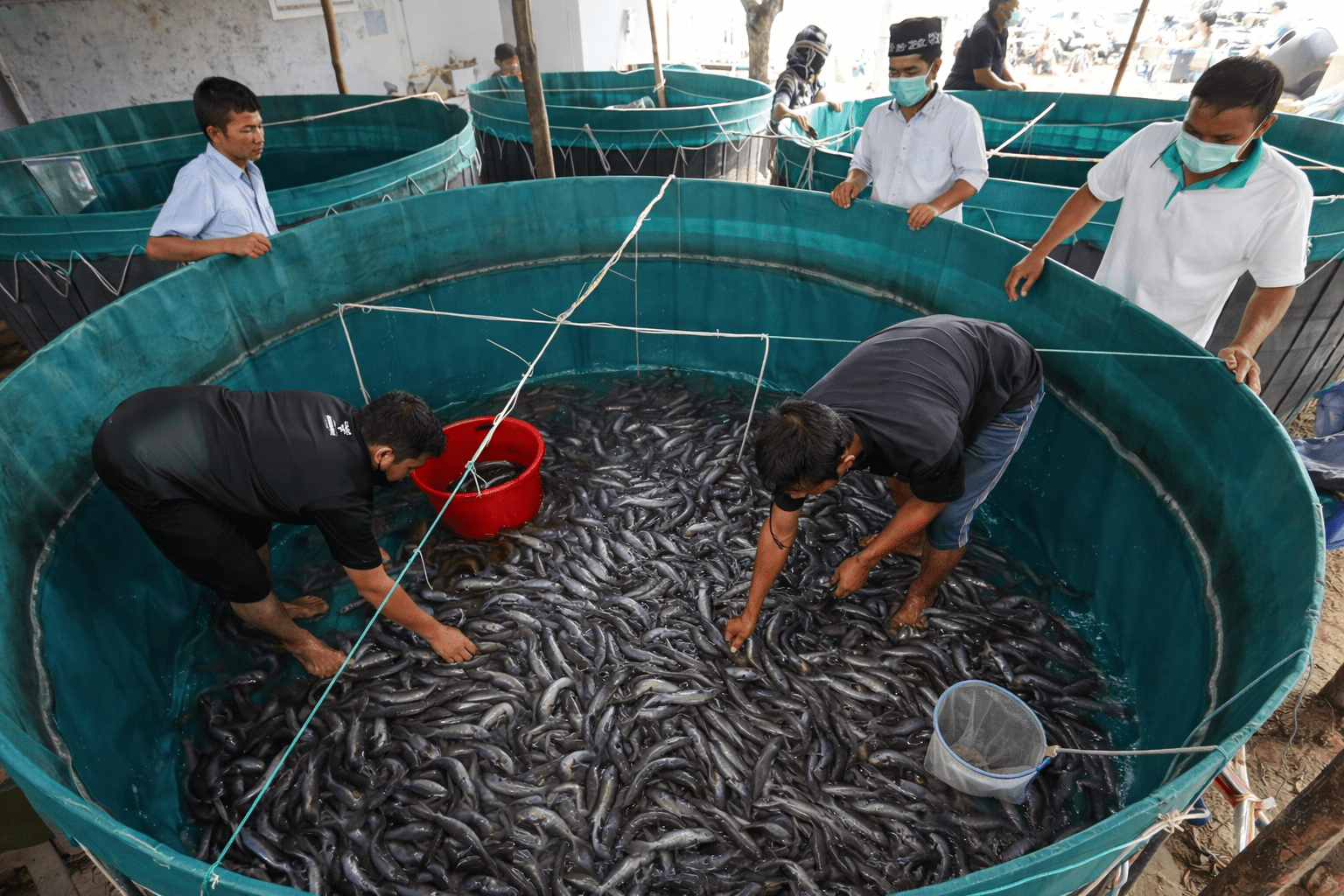 4 Rahasia Budidaya Lele Dengan Sistem Kolam Terpal