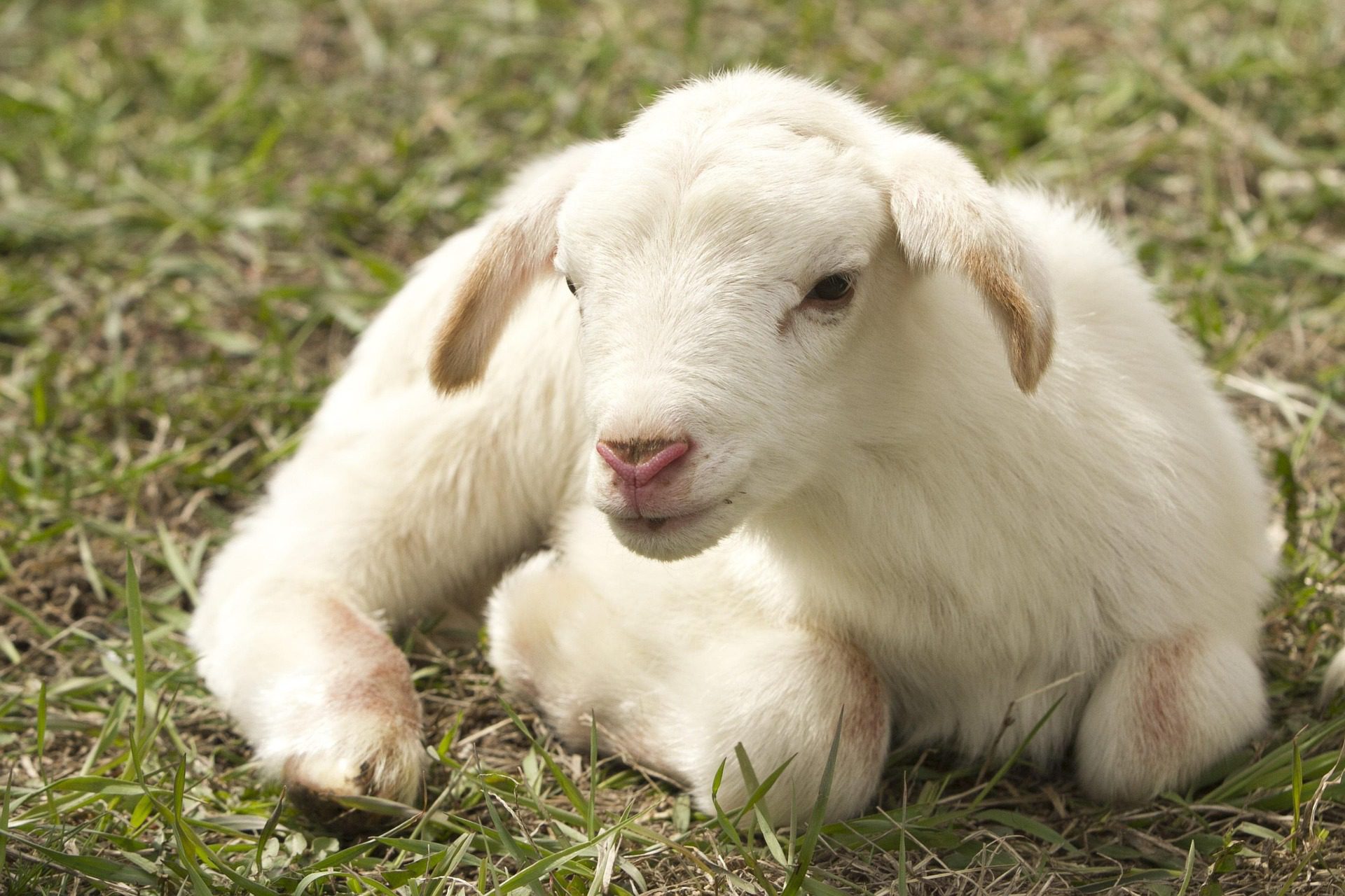 Harga Kambing Di Propinsi Lampung