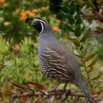 echels-quail-504658_1920