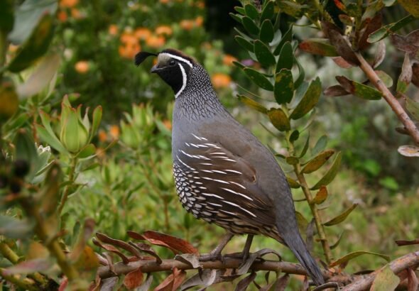 echels-quail-504658_1920
