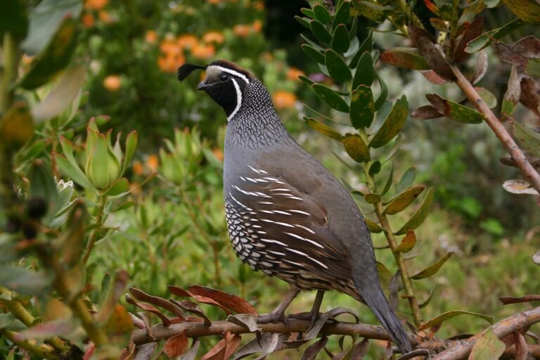 echels-quail-504658_1920
