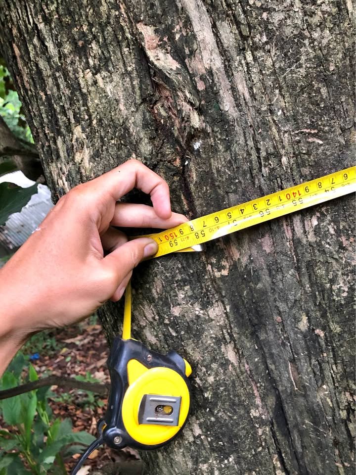 Fakta: Tanam Jati Premium 15 Tahun Bisa Dapat Rp10 Miliar