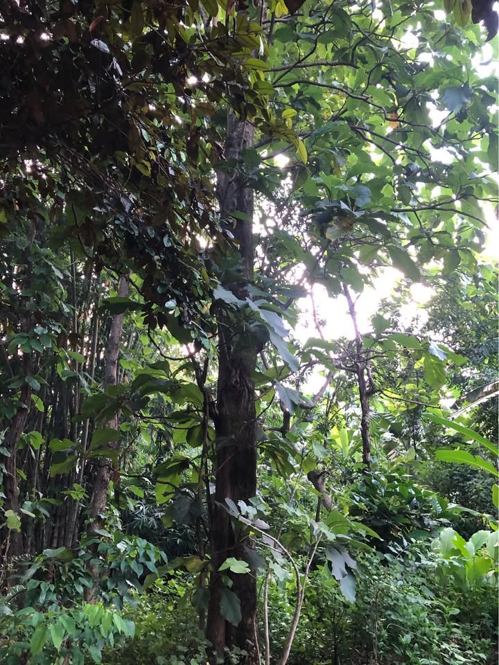 Fakta: Tanam Jati Premium 15 Tahun Bisa Dapat Rp10 Miliar