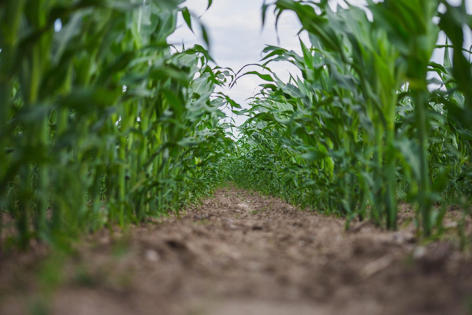 Jangan Nanggung! Tanam Jagung Dengan Teknologi Terapan, Laba Bersih Tembus 23,5 Juta/Ha