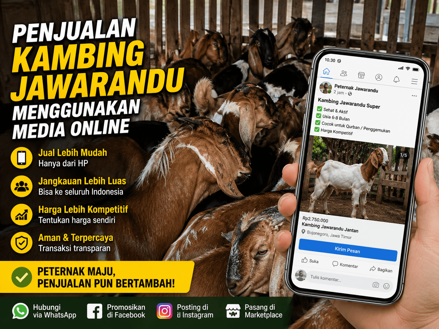 Kiat Sukses Ternak Kambing Jawarandu 2026