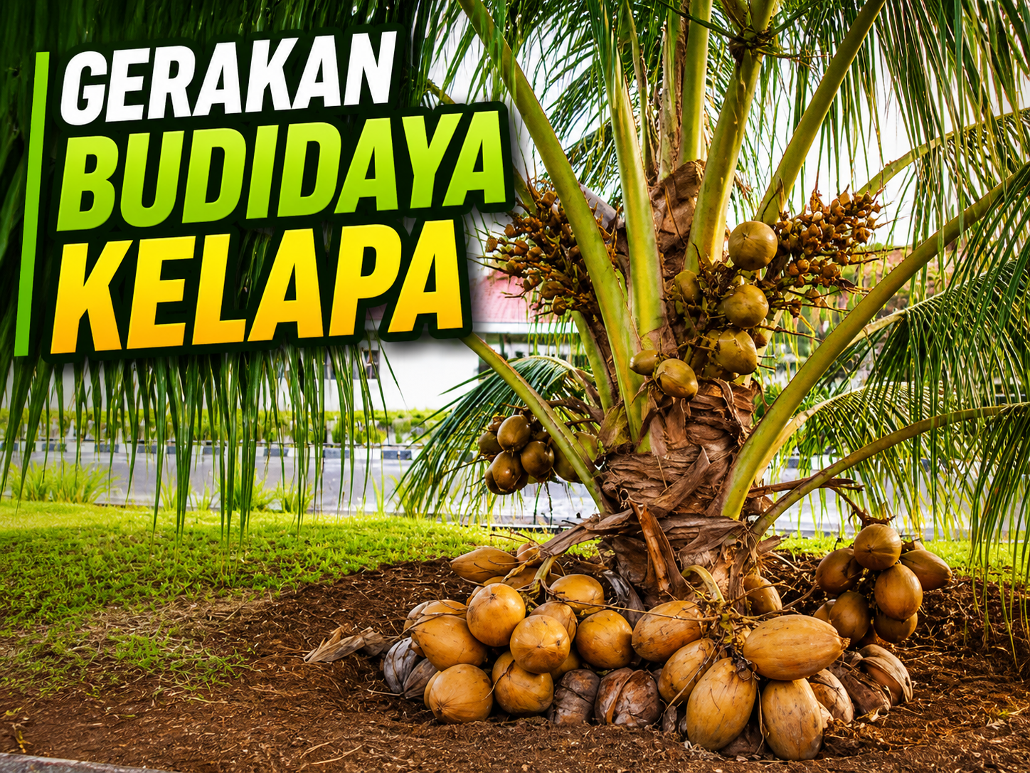 Edit Foto, Beri Tulisan dipojok kiri atas Di Eksport Ke China, Harga Kelapa Melesat