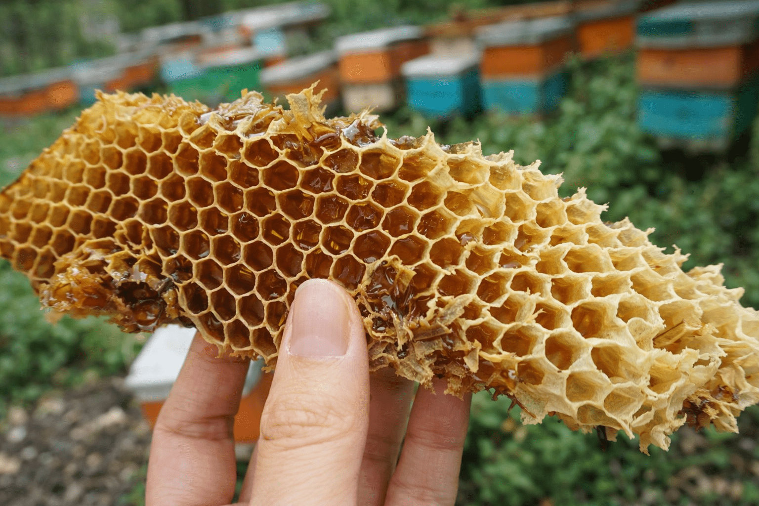 9 Langkah Budidaya Lebah Madu: Modal Kecil, Panen 2–3 Bulan, Untung Jutaan