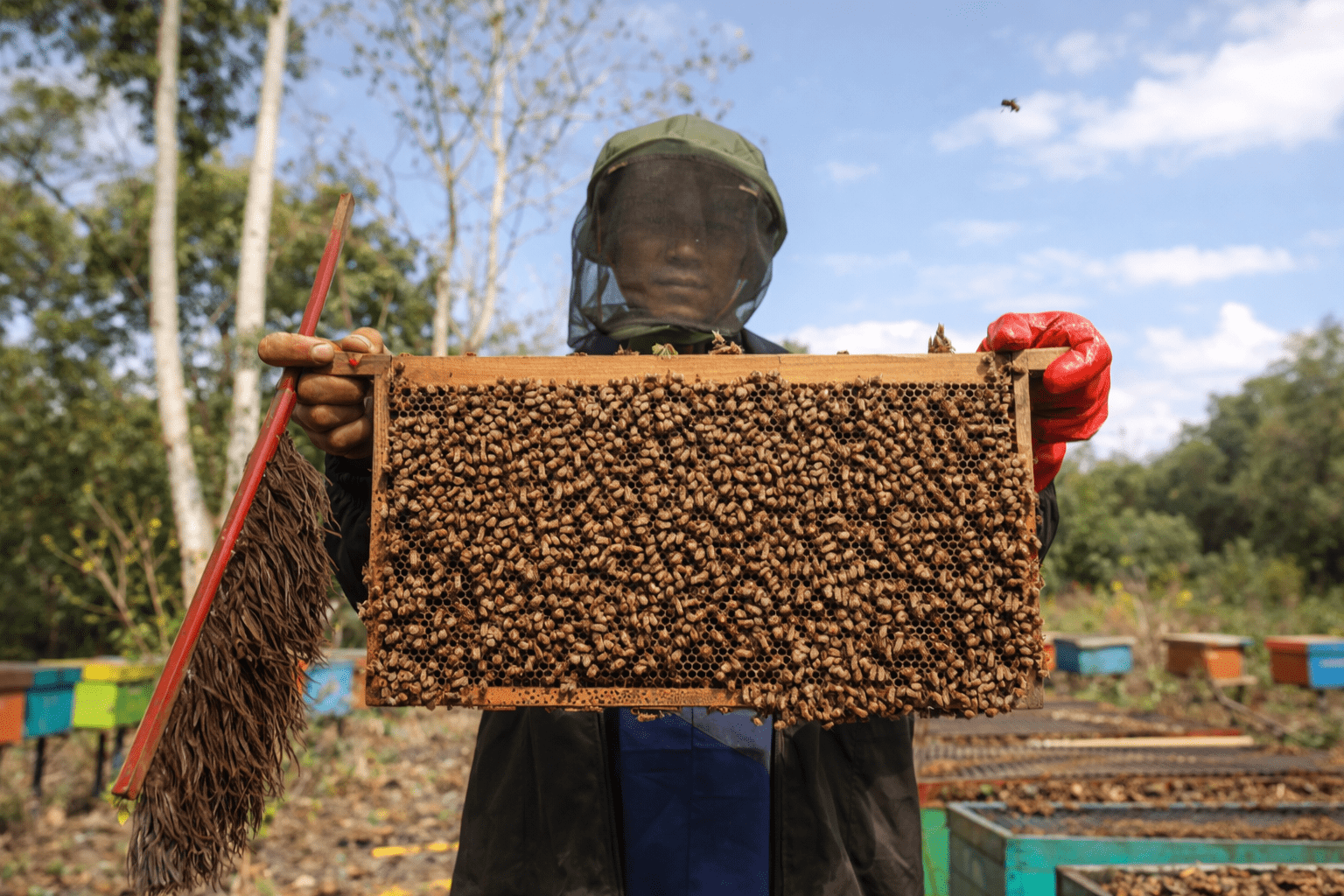 9 Langkah Budidaya Lebah Madu: Modal Kecil, Panen 2–3 Bulan, Untung Jutaan