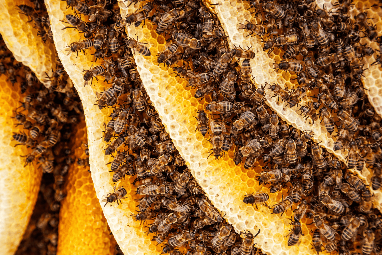 9 Langkah Budidaya Lebah Madu: Modal Kecil, Panen 2–3 Bulan, Untung Jutaan