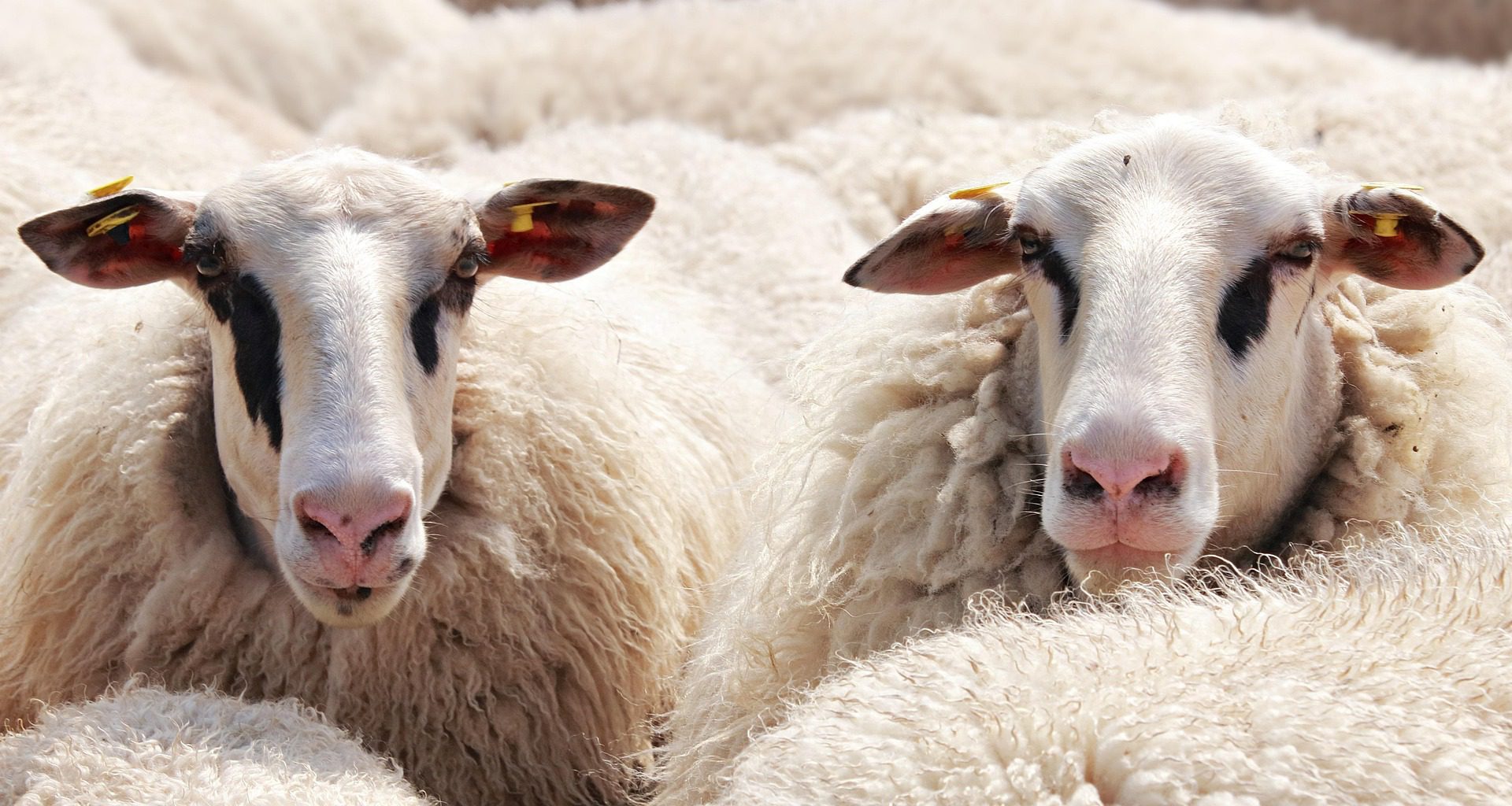Harga Kambing Di Propinsi Lampung