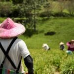 pb29-farmer-8294716_1920