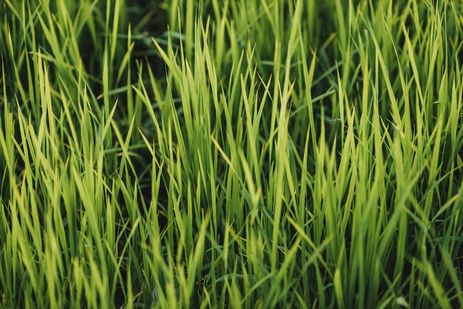 8 Langkah Sukses Bertani Di Musim Kemarau, 1 Ha Bisa Untung 27 Juta