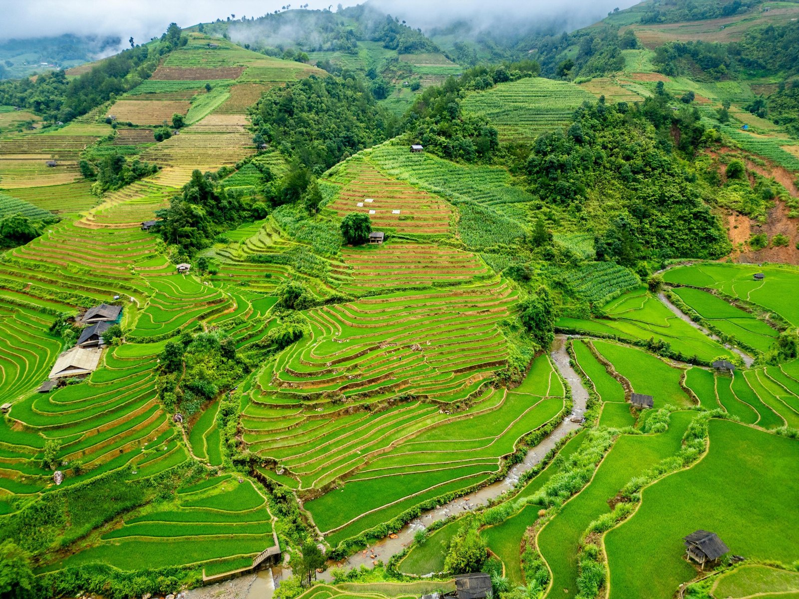 Harga Beras 2026 Tetap Melejit Meski Indonesia Surplus, Ini Penyebabnya