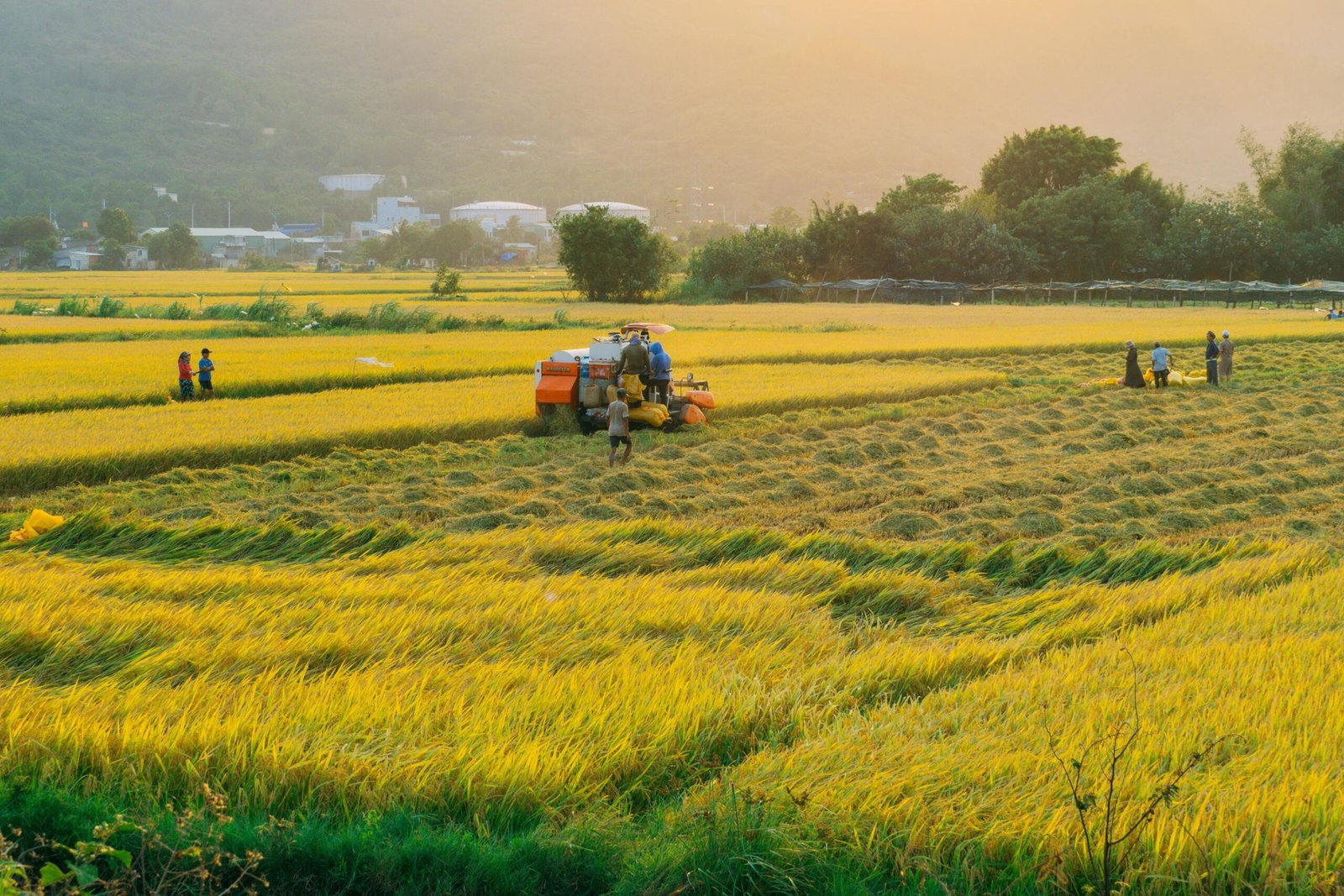 Revolusi Pertanian Dimulai: Sewa Drone Jadi Usaha Baru, 8 Bulan Balik Modal