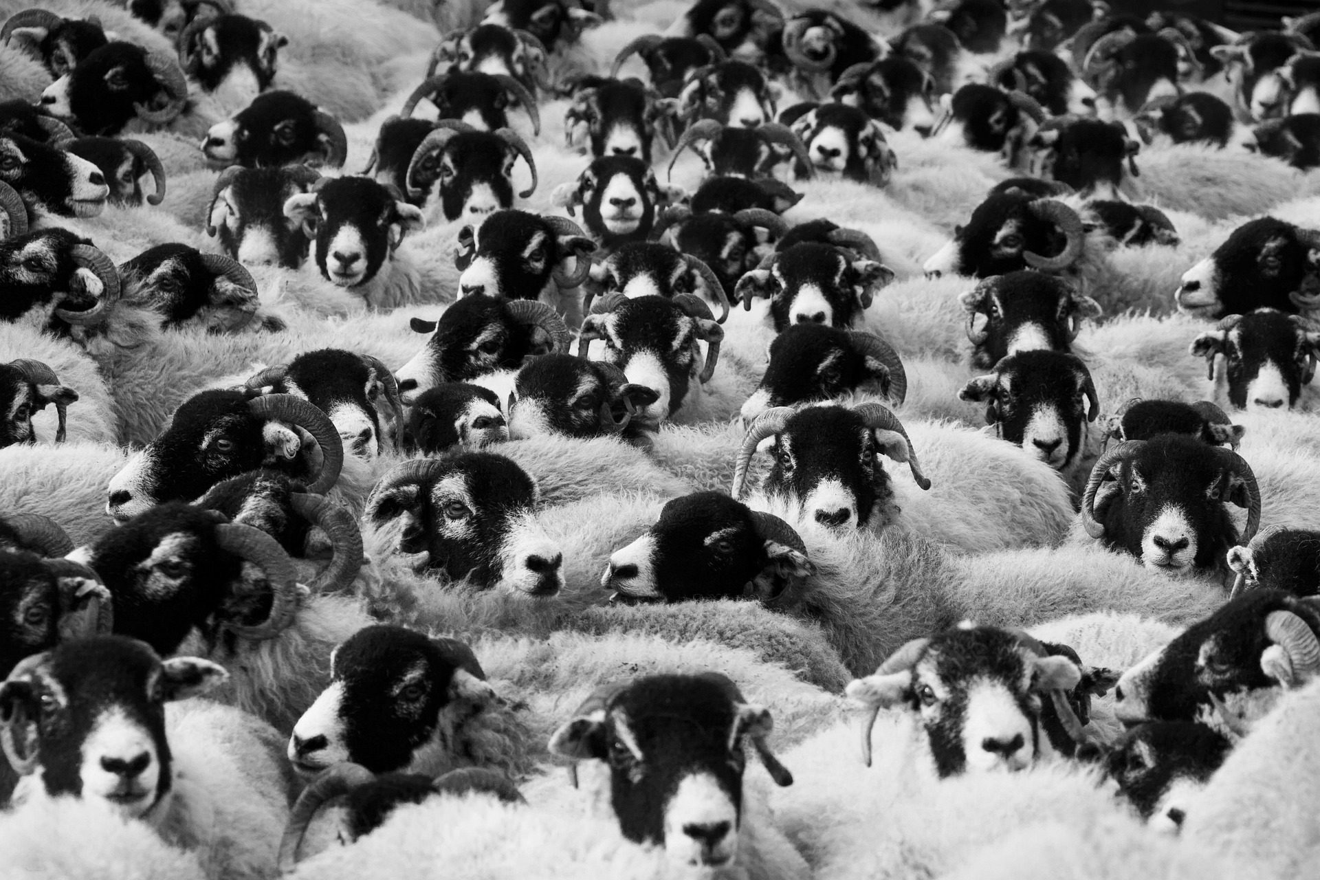 Jelang Hari Raya Idul Adha 2026, Harga Kambing Di Indonesia Mulai Naik