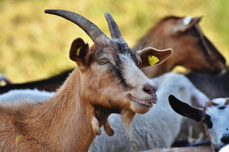 ralphs_fotos-goat-4366206_1920