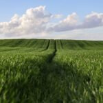 rita2000-wheat-9666681_1920