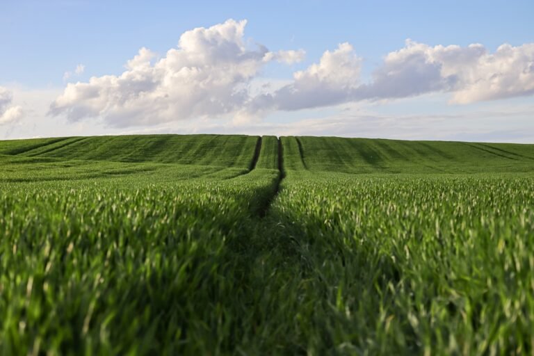 rita2000-wheat-9666681_1920