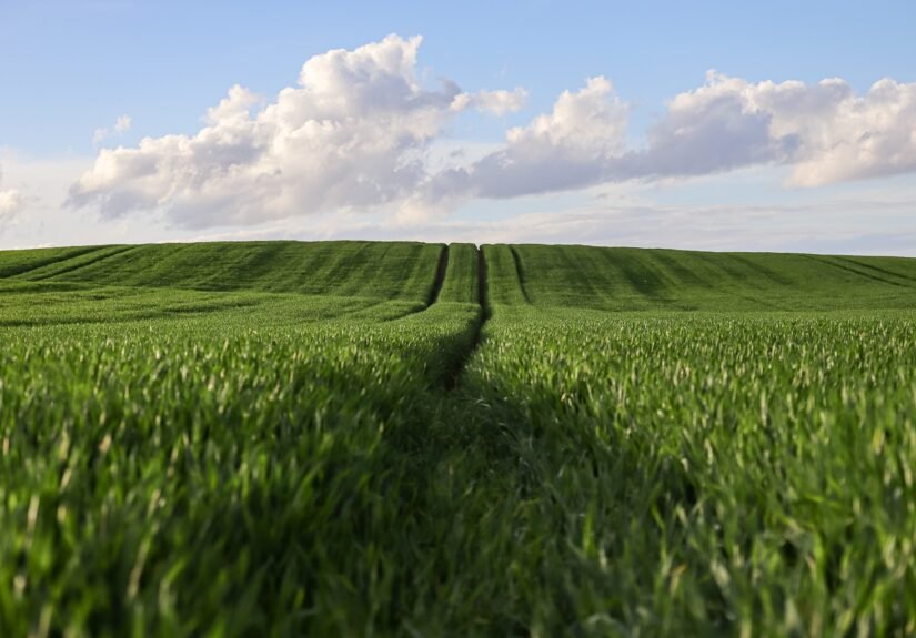 rita2000-wheat-9666681_1920