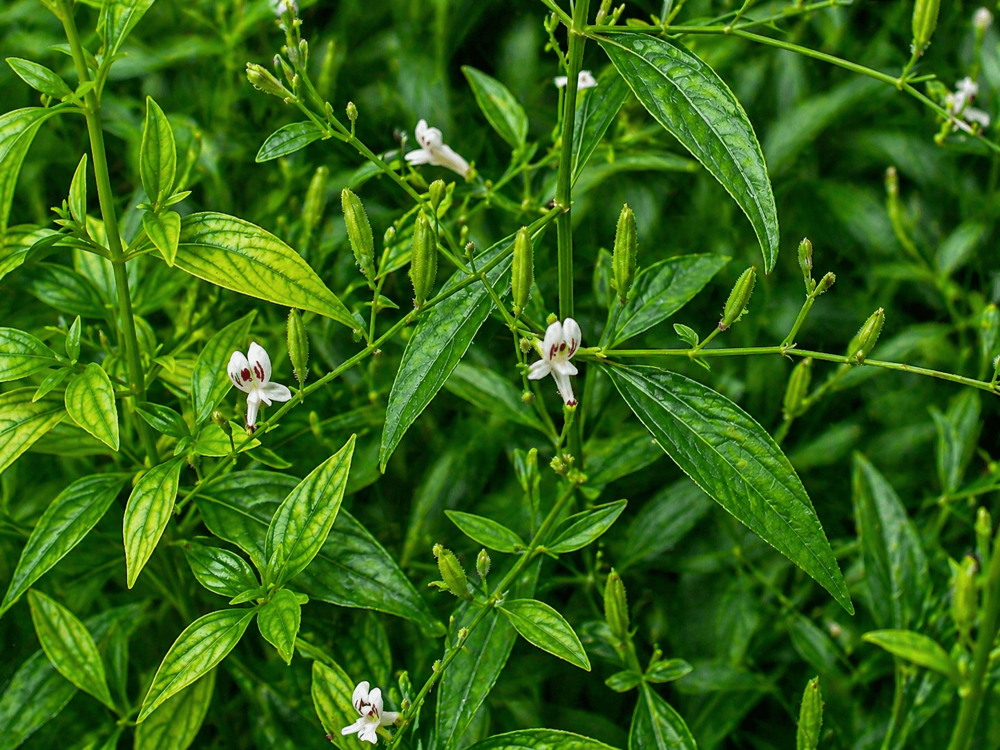 5 Tanaman Herbal Yang Terbukti Ampuh Sembuhkan Diabetes
