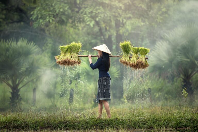 sasint-harvesting-1822578_1920