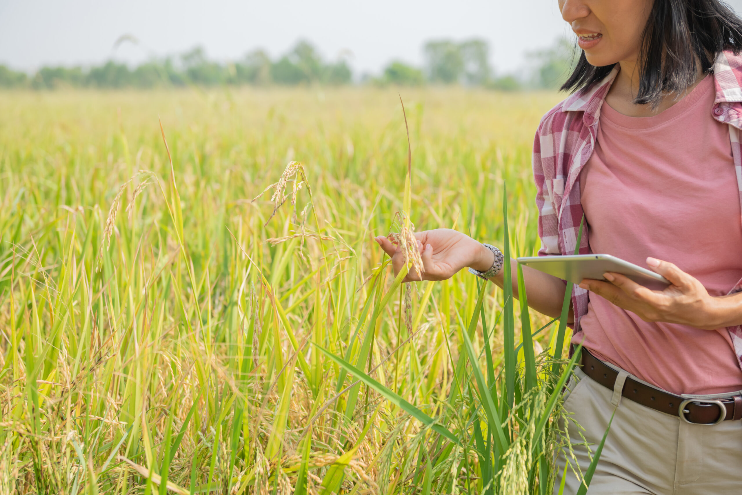 Padangan Digital Farm