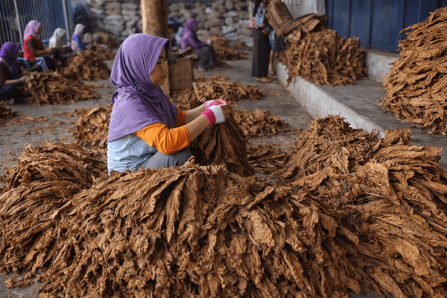 Budidaya Tembakau Bojonegoro: Strategi Cuan Agribisnis 2026