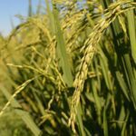 vincentnguyen-rice-up-japanese-2699316_1920