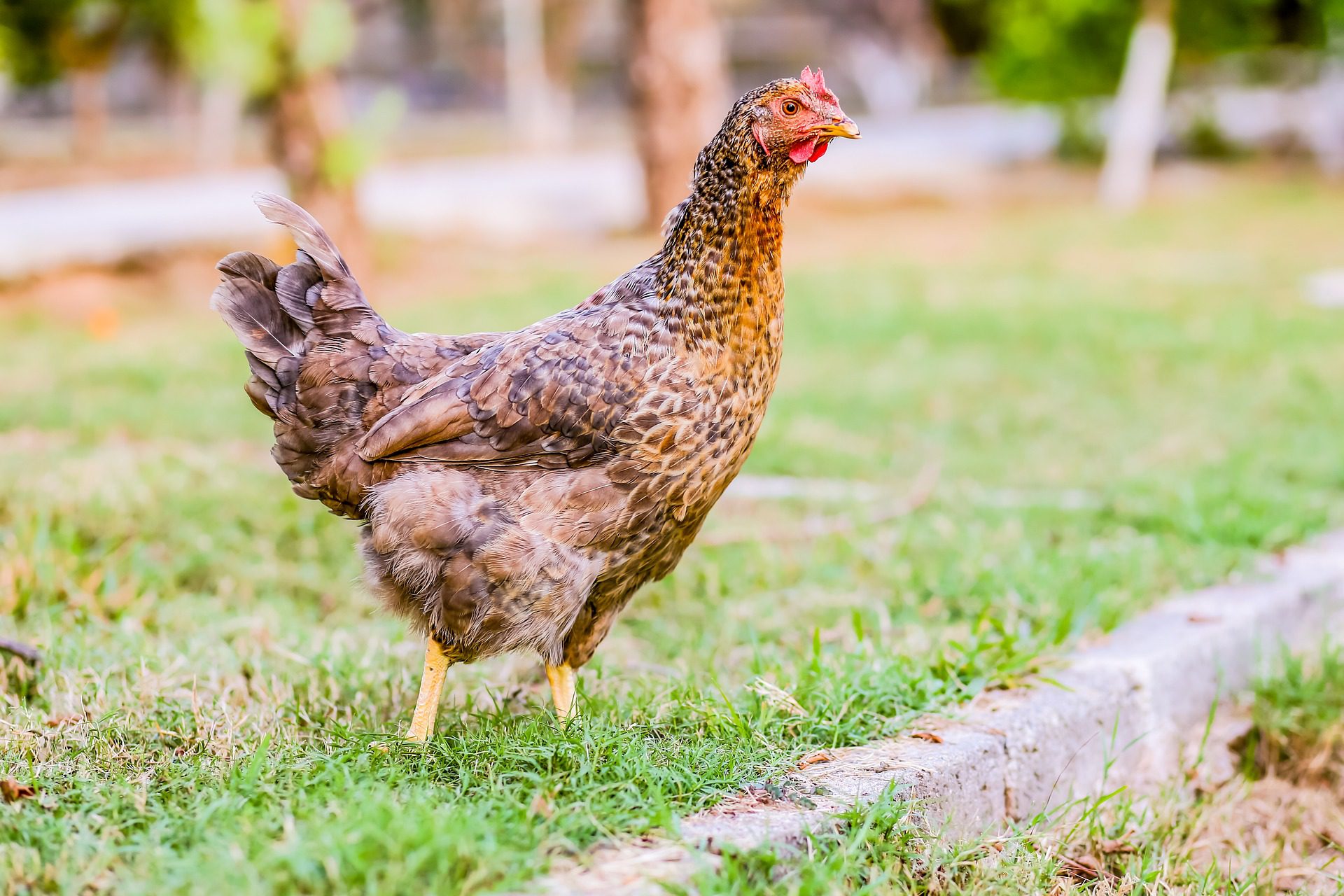 MBG 2026, Bisa Jadi Senjata Baru Ketahanan Pangan Nasional