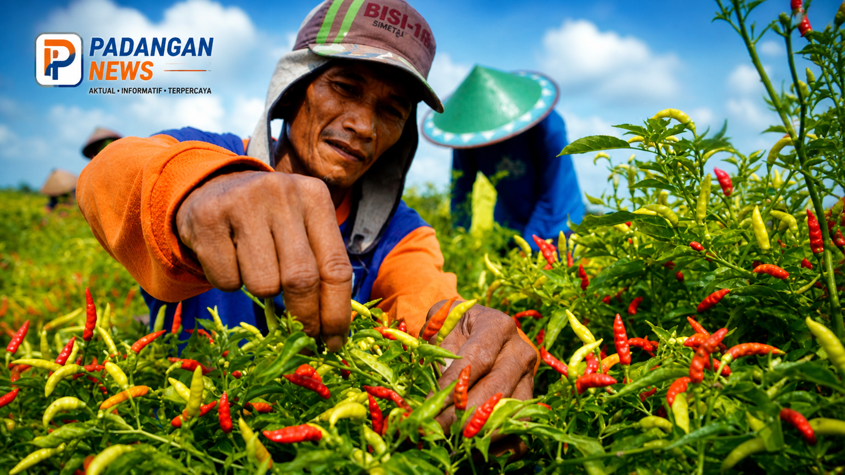 Emas Merah Tembus 61 Ribu/Kg Peluang Petani Cabai Raih Untung Besar
