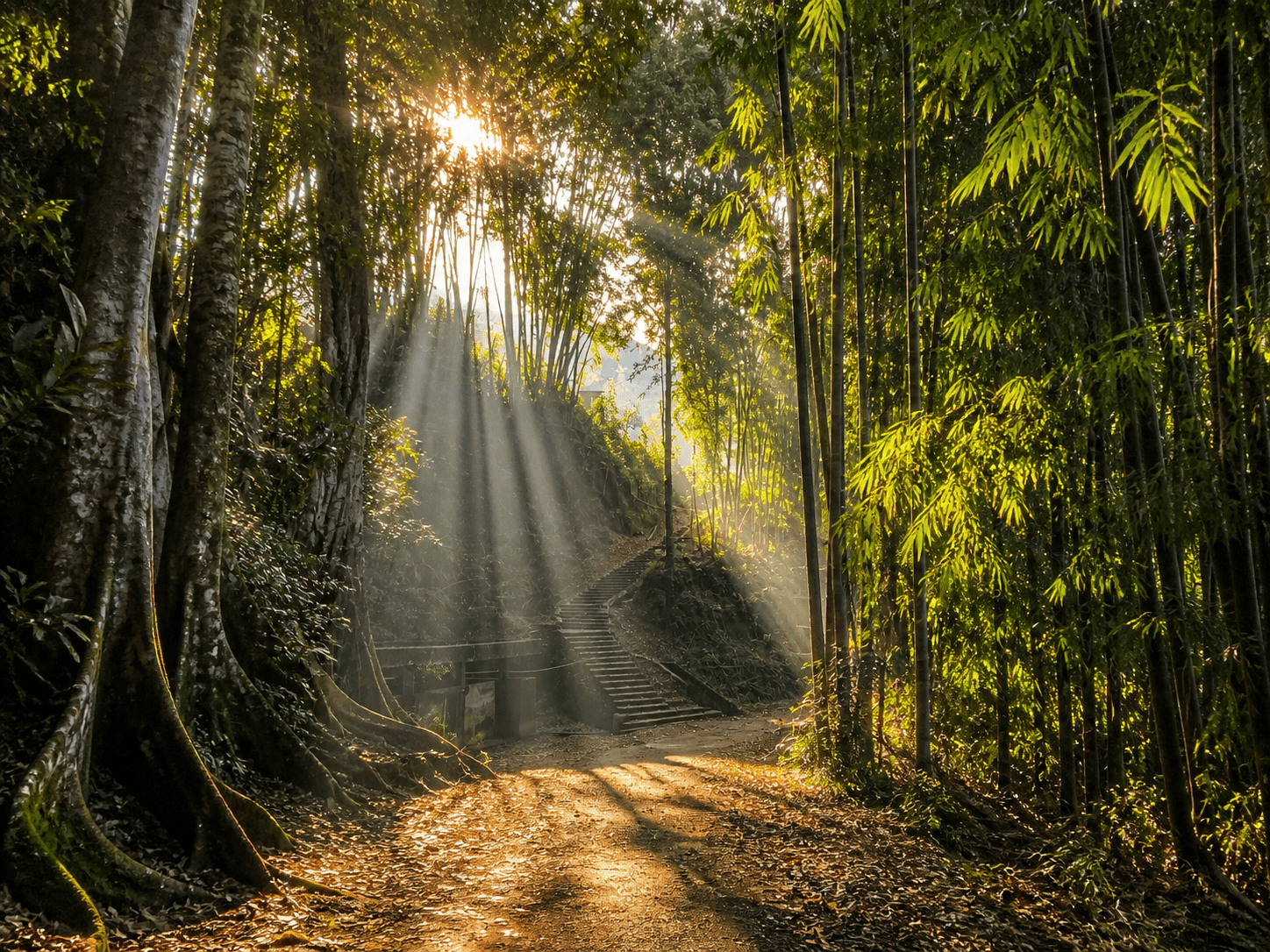 Ray Of Light - Menikmati Cahaya Pagi Gunung Pandan